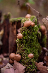 Mushrooms in the moss
