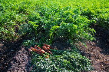 The field where carrots grow
