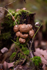 Mushrooms in the moss