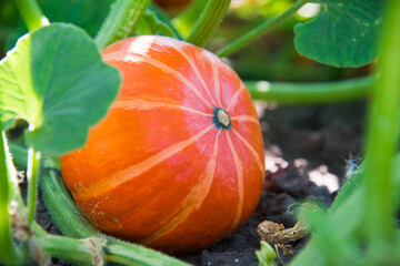 Small growing pumpkin