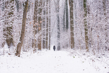 Forest in winter