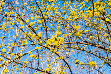 Spring bright beautiful nature. Blooming Cornus Mas trees (Cornelian Cherry) with yellow flowers against the blue sky. Natural background with tree branches.