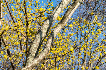 Fototapeta premium Blooming Cornus Mas trees (Cornelian Cherry) with yellow flowers against the blue sky. Spring bright beautiful nature. Natural background with tree branches.