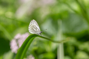 The green-veined white (Pieris napi) is a butterfly of the Pieridae family. Green-veined white (Pieris napi), family Pieridae.