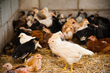 A bunch of little chickens