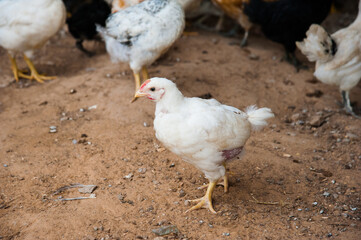 A bunch of little chickens
