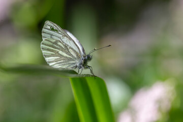 The green-veined white (Pieris napi) is a butterfly of the Pieridae family. Green-veined white (Pieris napi), family Pieridae.