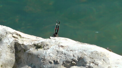 Butterfly with closed wings