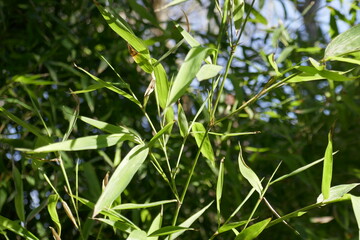Bamboo green leaves