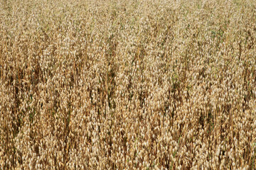 Fototapeta premium Ripe oats ears, full frame. Harvest cereals, background. Backdrop of ripening ears of yellow cereal field ready for harvest growing in a farm field. Copy space for advertising text message.