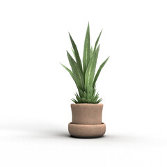 plant on white background