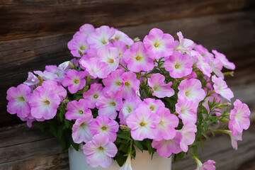 delicate pink petunia with a light throat on a wooden background