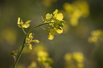 Spring flowers. Close-up of blooming yellow flowers. Beautiful flowers on a background of lush spring greens. Field and forest plants. Awakening nature. Flowers sway in the wind.