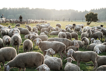 Fototapeta premium sheep in the field
