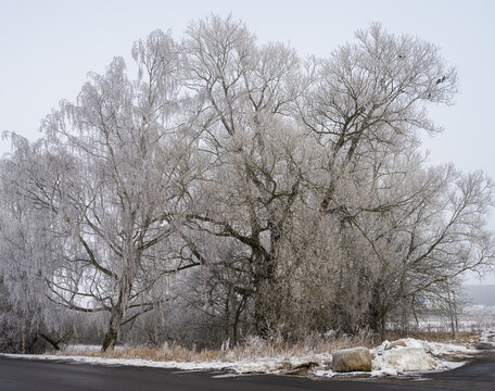 Tree covered in snow a crispy cold winter day. Picture from Scania county, Sweden