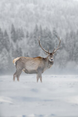 Naklejka na ściany i meble Roe deer in the winter field. Animal in natural habitat