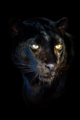 Close up big leopard isolated on black background © byrdyak