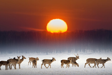 Fototapety  Herd of deer on a winter field during sunset
