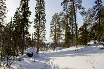 forest in winter