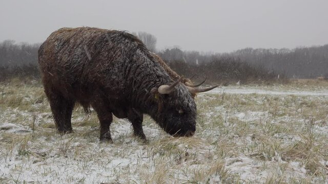 Close up of a Highland bull grazing during snowfall