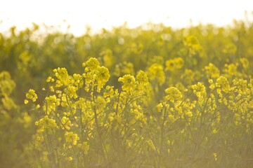 一面に広がる菜の花畑