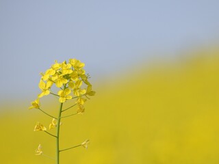 Obraz premium 一面に広がる菜の花畑