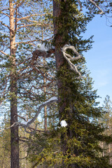 Obraz premium tree in the woods