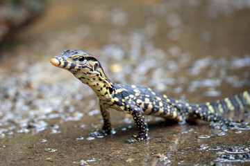 Small Asian water monitor near the pond