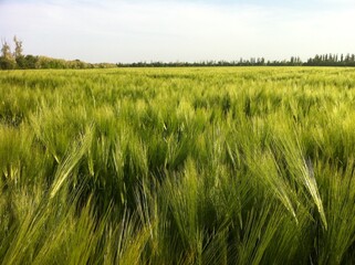 green wheat field