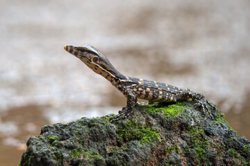 Small Asian water monitor near the pond