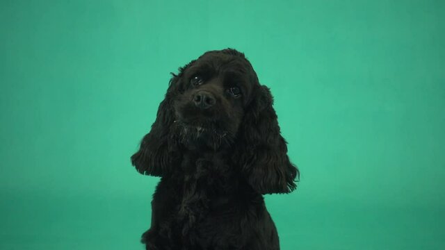 cocker spaniel on green screen