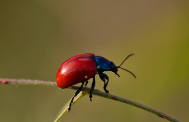 Closeup of small red insect Chrysomela in a garden in a sunny day