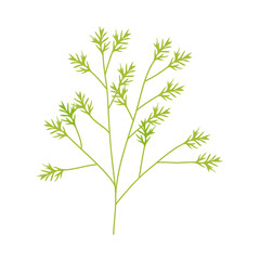 Fototapeta na wymiar coriander stem icon