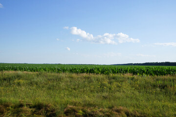 Plants of corn on a farm plot. Farmland. Growing corn. Agro-landscape.