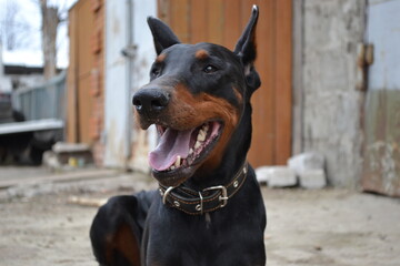 Doberman