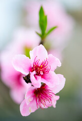 Fruit blossoms in spring