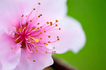 Fruit blossoms in spring