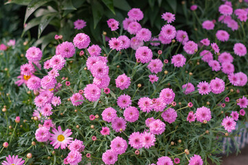 Asteraceae Chrysanthemum flowers wood outdoor blooming pink，Argyranthrmum frutescens