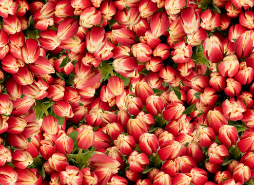 red and yellow flowers tulip isolet​ on white background​ with clipping path​