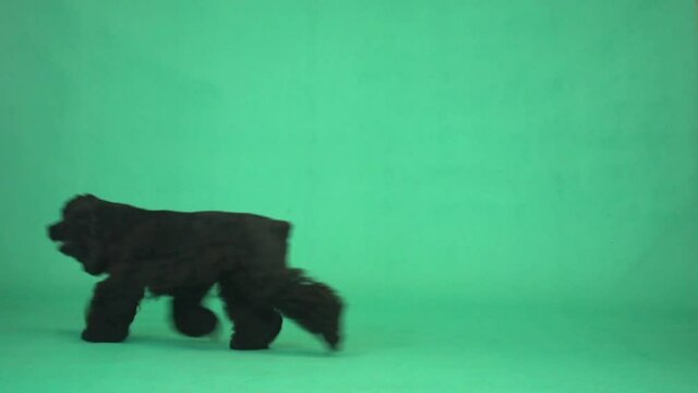 cocker spaniel running on green screen