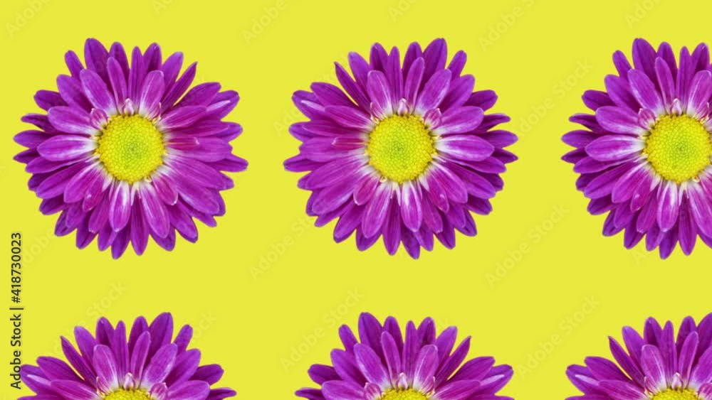 Poster violet chrysanthemum pattern on a yellow background. simple motion graphics floral concept seamless 