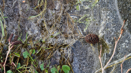 lots and lots of oxygen bubbles locked in melting ice layers and a little pine cone