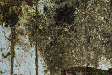 Old cracked tiles overgrown with moss, back yard