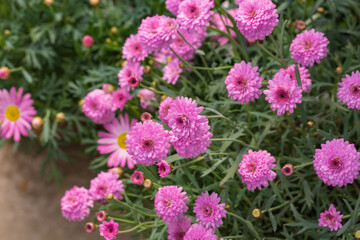Asteraceae Chrysanthemum flowers wood outdoor blooming pink，Argyranthrmum frutescens