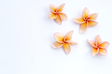 Fototapeta na wymiar Plumeria or frangipani flower on white background.
