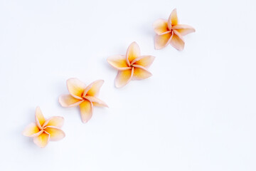 Fototapeta na wymiar Plumeria or frangipani flower on white background.