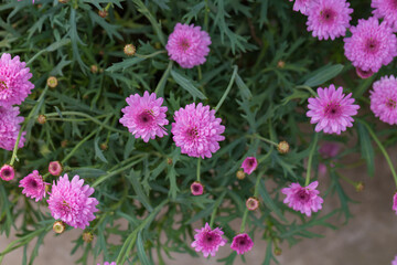 Obraz premium Asteraceae Chrysanthemum flowers wood outdoor blooming pink，Argyranthrmum frutescens