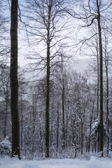 Winter landscape between Azuga and Valea Grecului. Road marked with a yellow triangle. Romania.