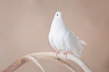 White pigeon sits on a beige background