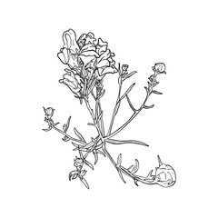 Vector illustration of colors Lion's mouth, Antirrhinum isolated on a white background. Design for a designer, coloring, sticker